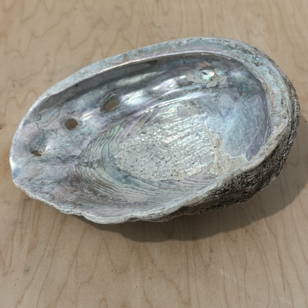 Abalone Shell Dish Natural Iridescent Mother Of Pearl California Ocean 8.25x7”